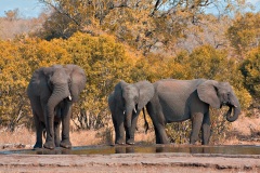 stockvault-kruger-park-elephants133552